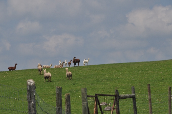 Ohio Amish farmland